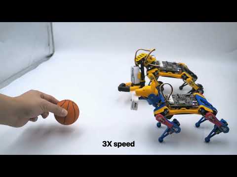 Bittle X And Bittle X+Arm Follow a Basketball With Petoi AI Vision Module